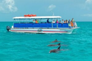 Dolphin Trip
