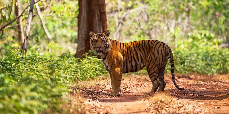 anashi tiger reserve